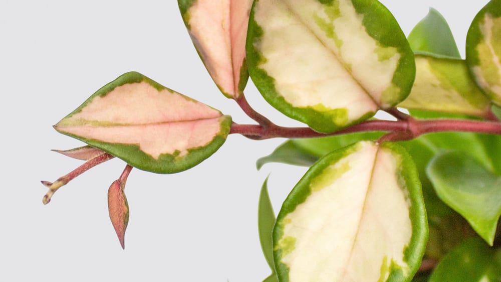 Close-up detail of a hoya plant on a white studio background